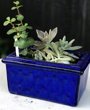 Glazed pot with plants