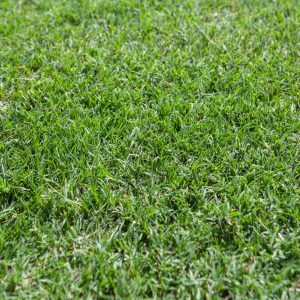 Nullarbor Couch Turf
