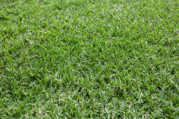 Nullarbor Couch Turf