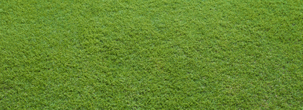 Sir Grange Zoysia Upper Coomera Landscape Supplies 8516