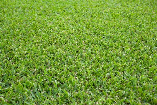 Sir Walter DNA Certified Buffalo Turf - Image 2