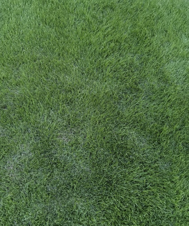 Sir Grange Zoysia Turf - Image 3