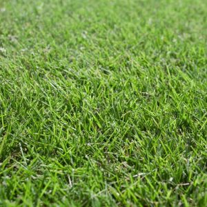 Sir Grange Zoysia