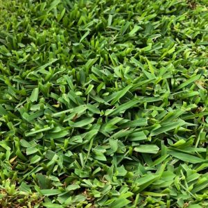 Sir Walter DNA Certified Buffalo Turf