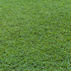 TifTuf Hybrid Bermuda Turf
