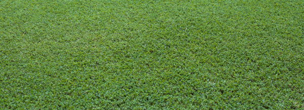 TifTuf Hybrid Bermuda Turf
