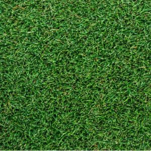 Augusta Zoysia Turf