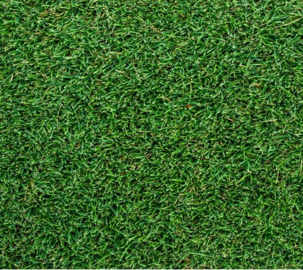 Augusta Zoysia Turf