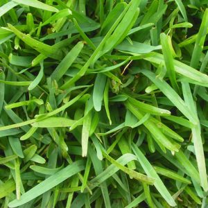 Palmetto Buffalo Turf