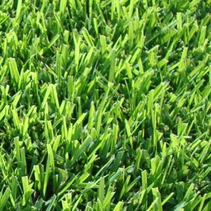 Empire Zoysia Turf