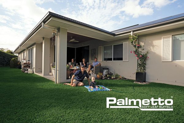 Palmetto Buffalo Turf - Image 2
