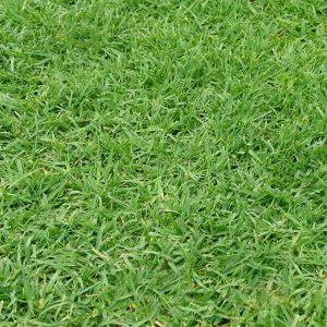 Wintergreen Couch Turf