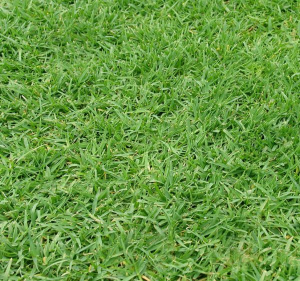 Wintergreen Couch Turf