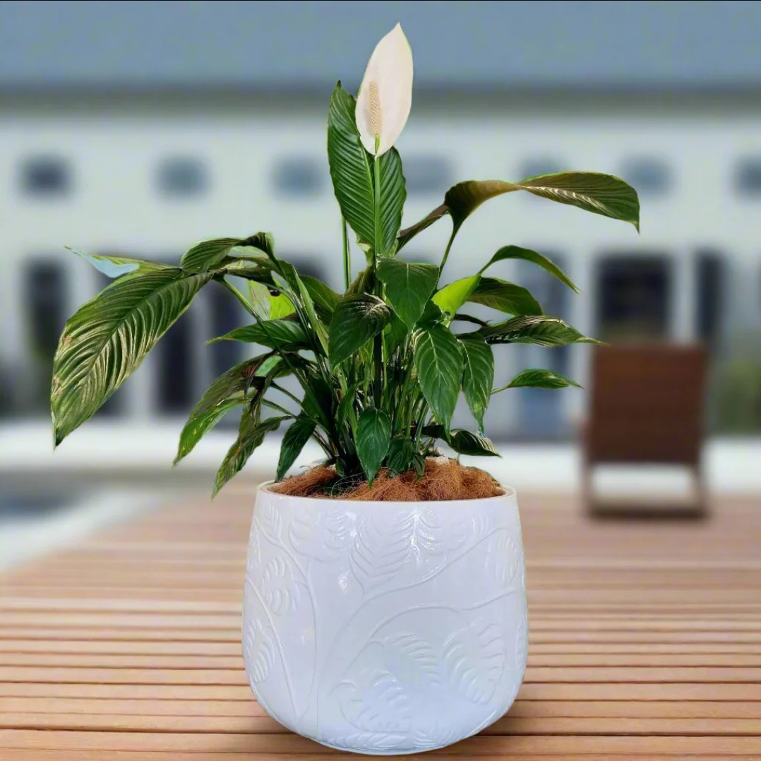 FibreGlass Bunge Fern Pot
