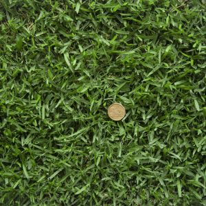 Zoysia Australis Turf
