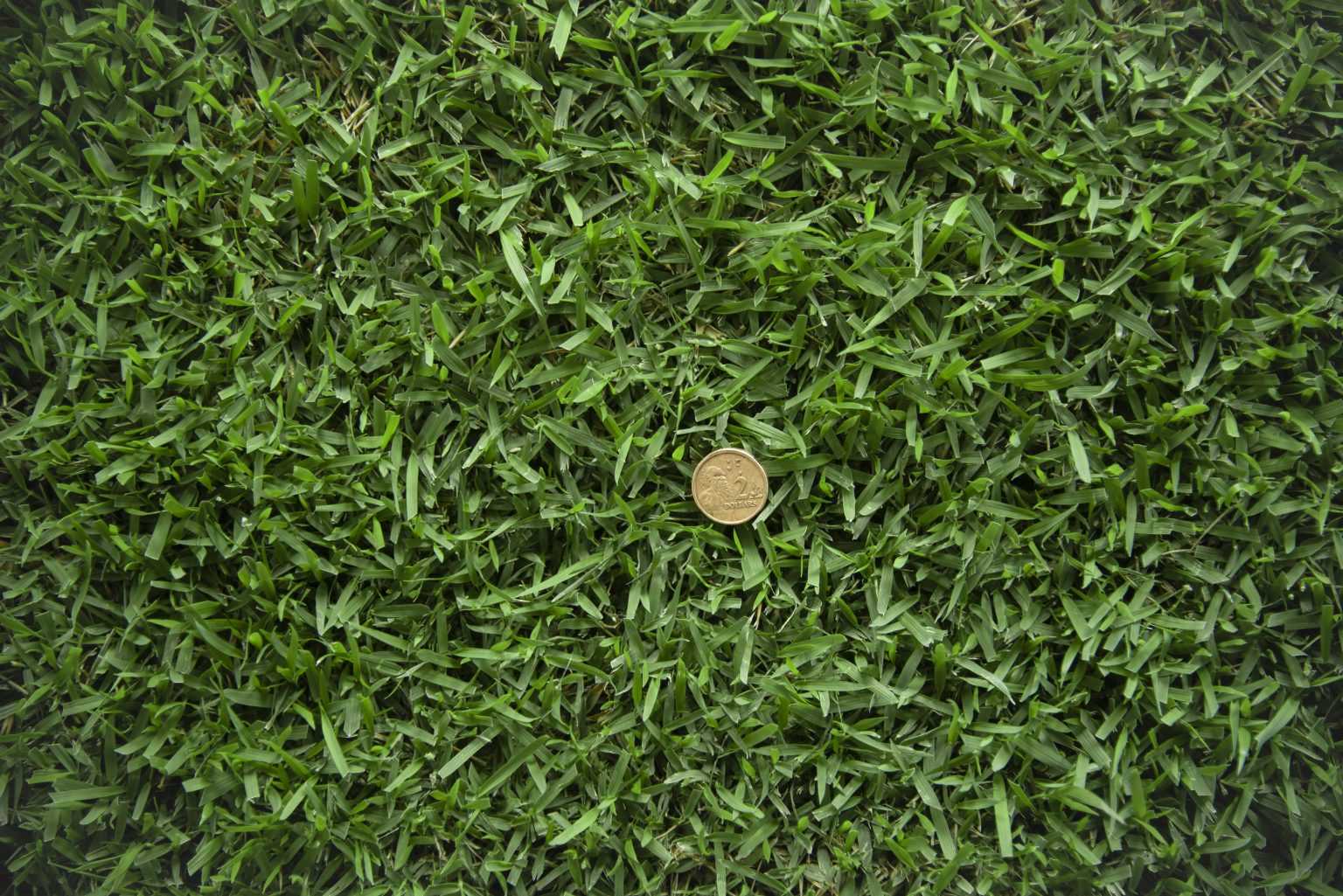 Zoysia Australis Turf